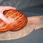【世界一大きいカタツムリ】大きさ２０cm！？　食用可能な、世界最大のカタツムリとは？【アフリカマイマイ】